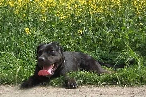Big Ben o Big Sercu szuka kochającego domu,  Labra