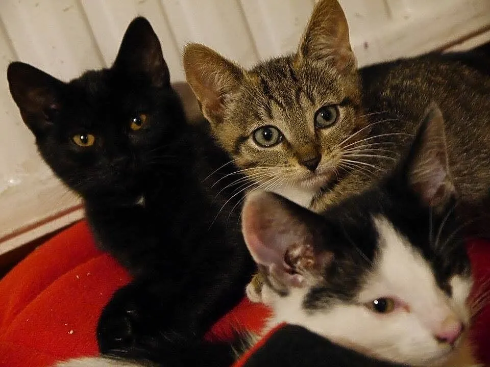 3 miesięczne kociaki szukają domów!