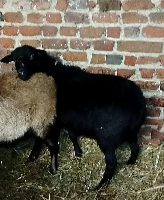 Sprzedam owce, Wielkopolskie, Koźminek
