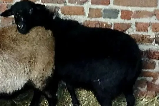 Sprzedam owce, Wielkopolskie, Koźminek