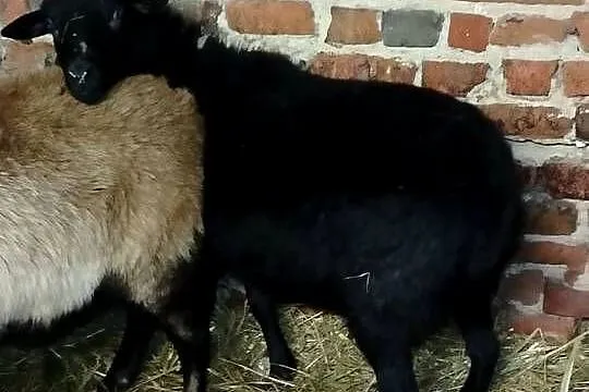 Sprzedam owce, Wielkopolskie, Koźminek