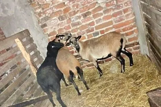 Sprzedam owce, Wielkopolskie, Koźminek