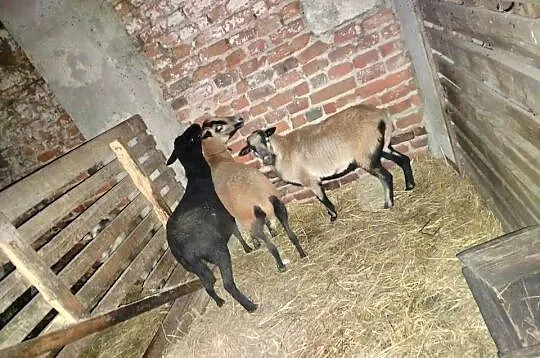 Sprzedam owce, Wielkopolskie, Koźminek