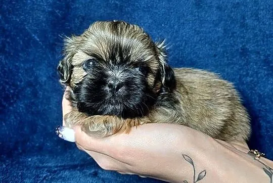 Shih Tzu piękne maluszki tricolor, Małopolskie, Olkusz