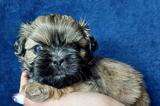 Shih Tzu piękne maluszki tricolor, Małopolskie, Olkusz