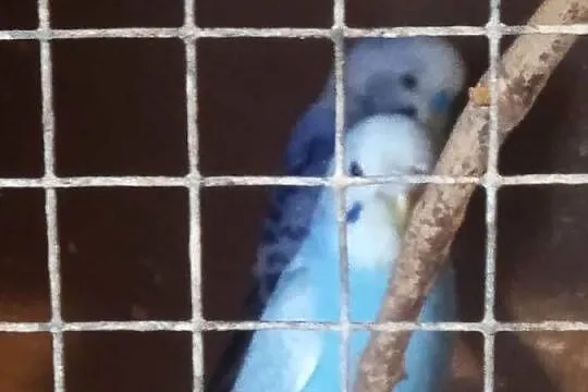 Papugi faliste, Podkarpackie, Leżajsk