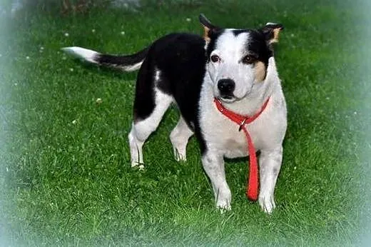 Krówka sunia około roczna,wysterylizowana adopcja!!,  świętokrzyskie Kielce
