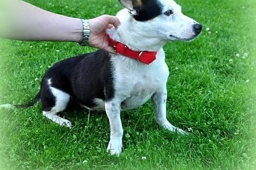 Krówka sunia około roczna,wysterylizowana adopcja!