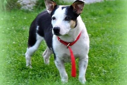 Krówka sunia około roczna,wysterylizowana adopcja!
