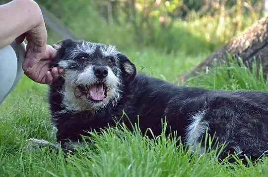 BAJKA czeka na świat z bajki. Do adopcji szorstkow