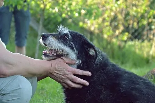 BAJKA czeka na świat z bajki. Do adopcji szorstkow