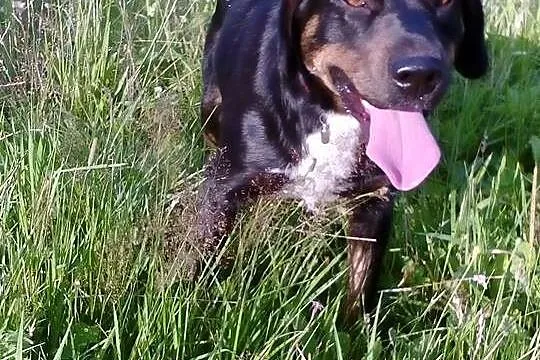 Młody,przyjazny dla innych psów psiak,kochający lu
