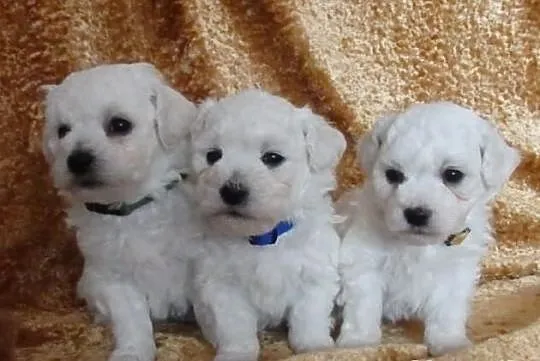 Bichon frise - puppies for show
