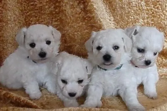 Bichon frise - puppies for show