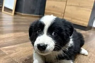 Szczeniaki border collie, Małopolskie, Niedźwiedź