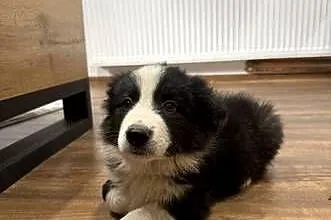 Szczeniaki border collie, Małopolskie, Niedźwiedź