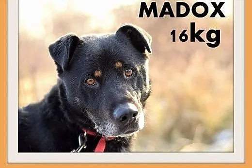 MADOX,16kg,łagodny,rodzinny,przyjazny pies.ADOPCJA