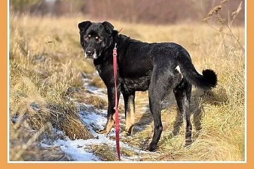 MADOX,16kg,łagodny,rodzinny,przyjazny pies.ADOPCJA
