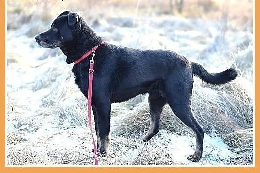 MADOX,16kg,łagodny,rodzinny,przyjazny pies.ADOPCJA