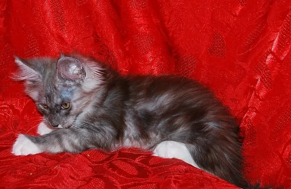 Śliczne kocięta maine coon