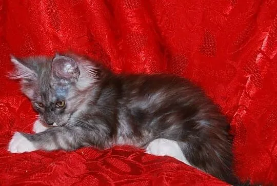 Śliczne kocięta maine coon