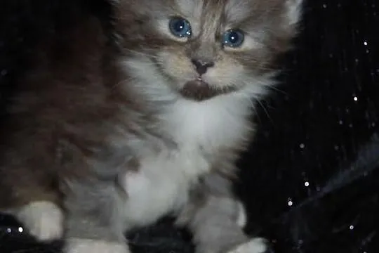 Śliczne kocięta maine coon