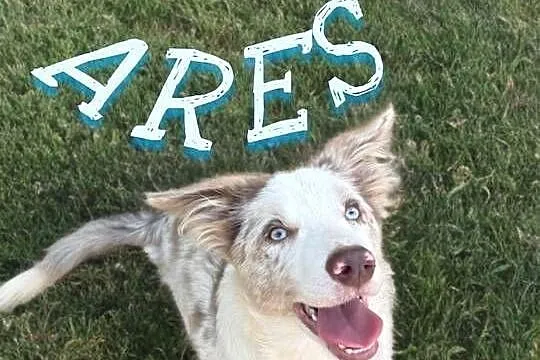 ARES Border Collie o umaszczeniu LILAC MERLE