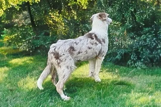 ARES Border Collie o umaszczeniu LILAC MERLE, Małopolskie, Limanowa