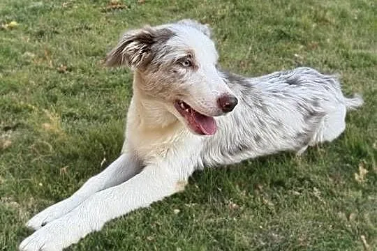 ARES Border Collie o umaszczeniu LILAC MERLE, Małopolskie, Limanowa