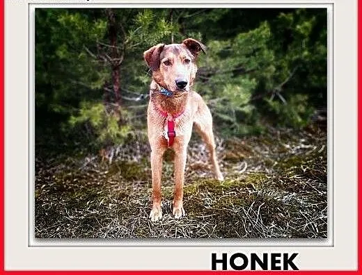 Młody,20kg,średni,łagodny,szczepiony piesek HONEK.ADOPCJA, dolnośląskie Wrocław,