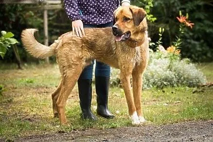 Duży, młody Wektor, spokojny pies do adopcji!,  Ku