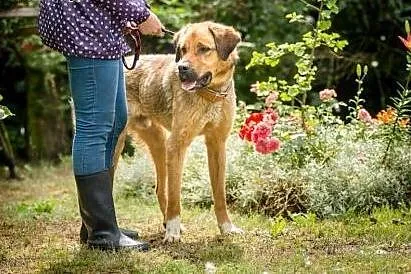 Duży, młody Wektor, spokojny pies do adopcji!,  Ku