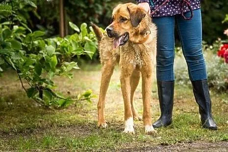 Duży, młody Wektor, spokojny pies do adopcji!,  Ku