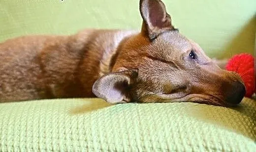 Jedyny taki inny niż wszystkie psiaki :), śląskie