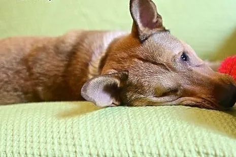 Jedyny taki inny niż wszystkie psiaki :),  śląskie