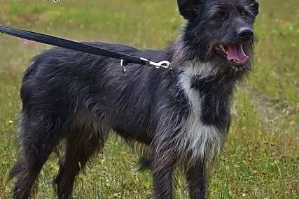 Piękna, smukła, większa sunia szuka domu,  małopol