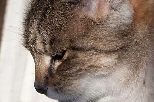 LEON - kot towarzysz - pokochaj Leona