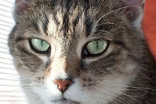 LEON - kot towarzysz - pokochaj Leona