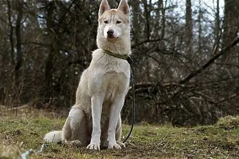 FARGO-młody husky szuka człowieka z ADHD,  śląskie