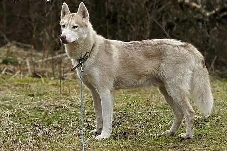FARGO-młody husky szuka człowieka z ADHD,  śląskie