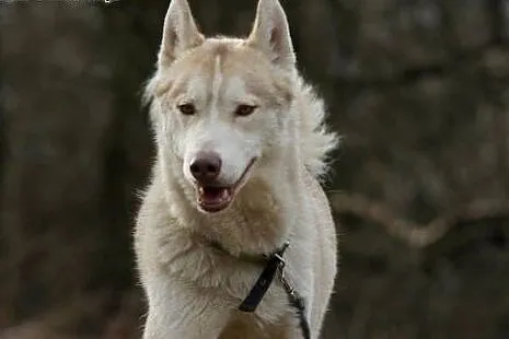 FARGO-młody husky szuka człowieka z ADHD,  śląskie
