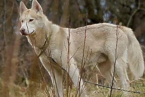 FARGO-młody husky szuka człowieka z ADHD,  śląskie