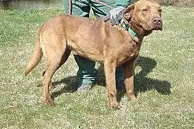 Czekoladowy w typie labradora do adopcji,  łódzkie Bełchatów