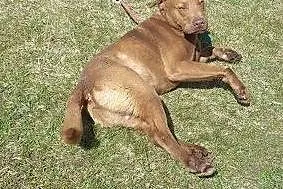 Czekoladowy w typie labradora do adopcji,  łódzkie