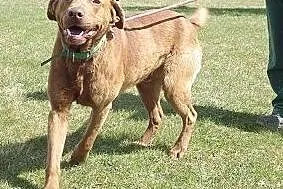 Czekoladowy w typie labradora do adopcji,  łódzkie