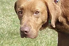 Czekoladowy w typie labradora do adopcji,  łódzkie