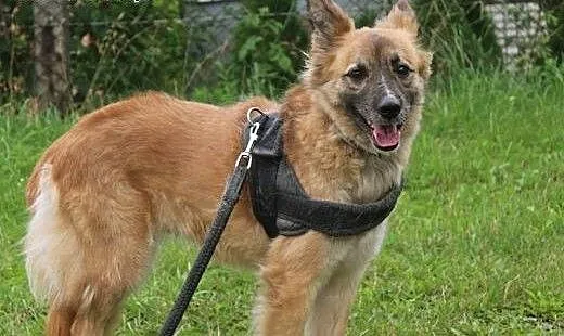 Spokojna i nieśmiała Boni szuka domu!, pomorskie