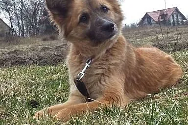 Spokojna i nieśmiała Boni szuka domu!,  pomorskie 