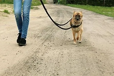 Spokojna i nieśmiała Boni szuka domu!,  pomorskie 