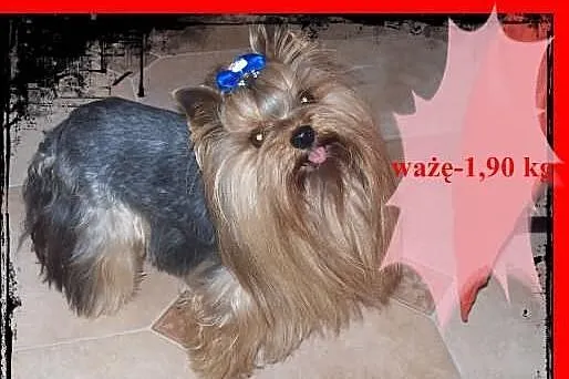 Yorki malutki reproduktor 1,90 krycie śliczny-TRÓJ